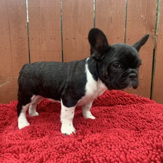 Female AKC Frenchie $1999