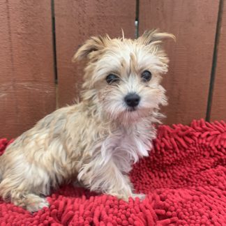 Female Morkie $999
