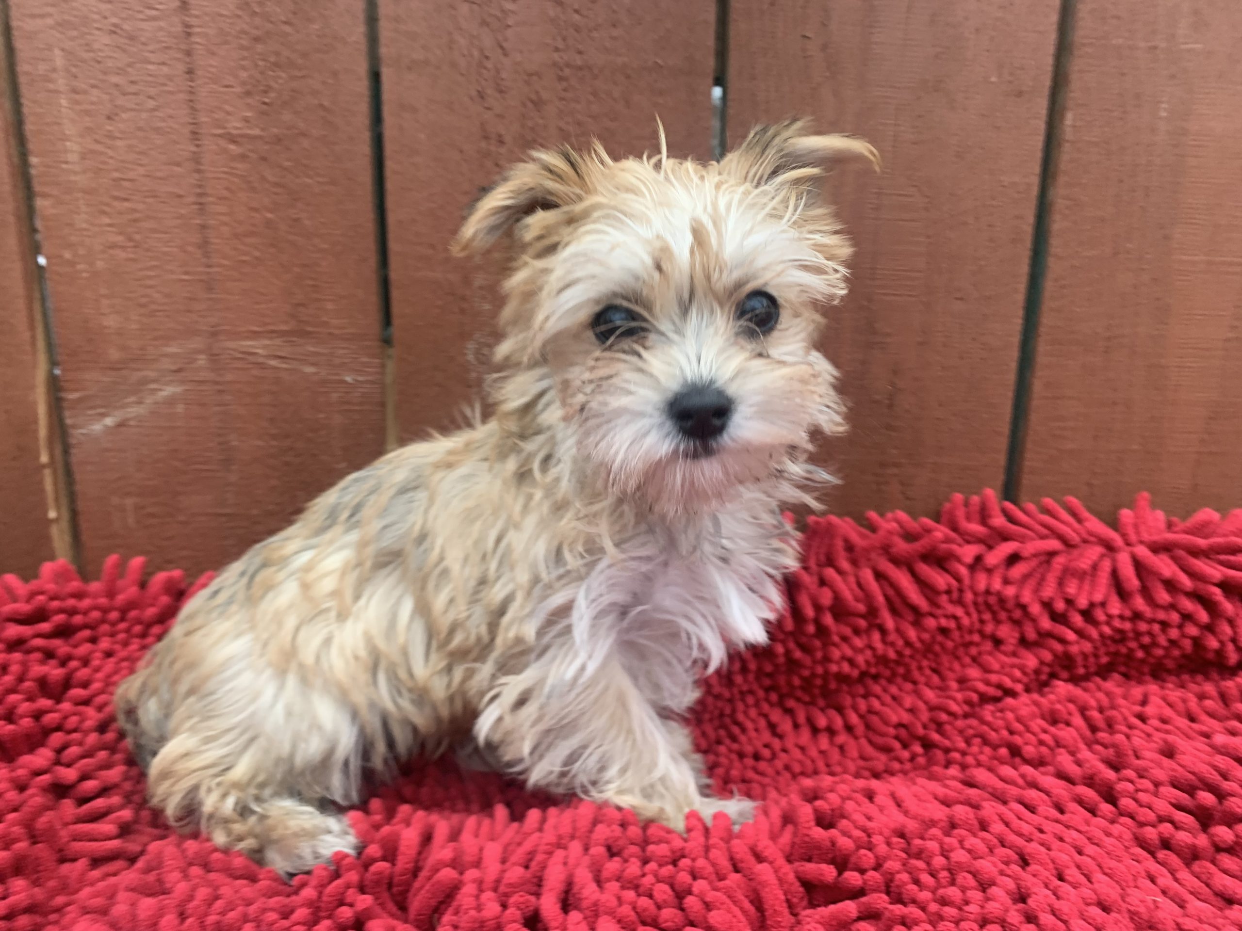 Female Morkie $999