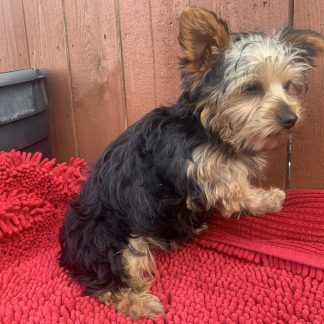 Yorkie female $899