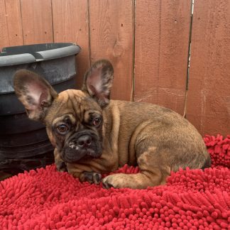 Male AKC Chocolate merle Frenchie $1999!!