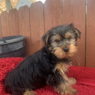 Yorkie-poo male $799