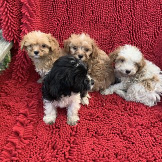 Cavapoo pups $899!!