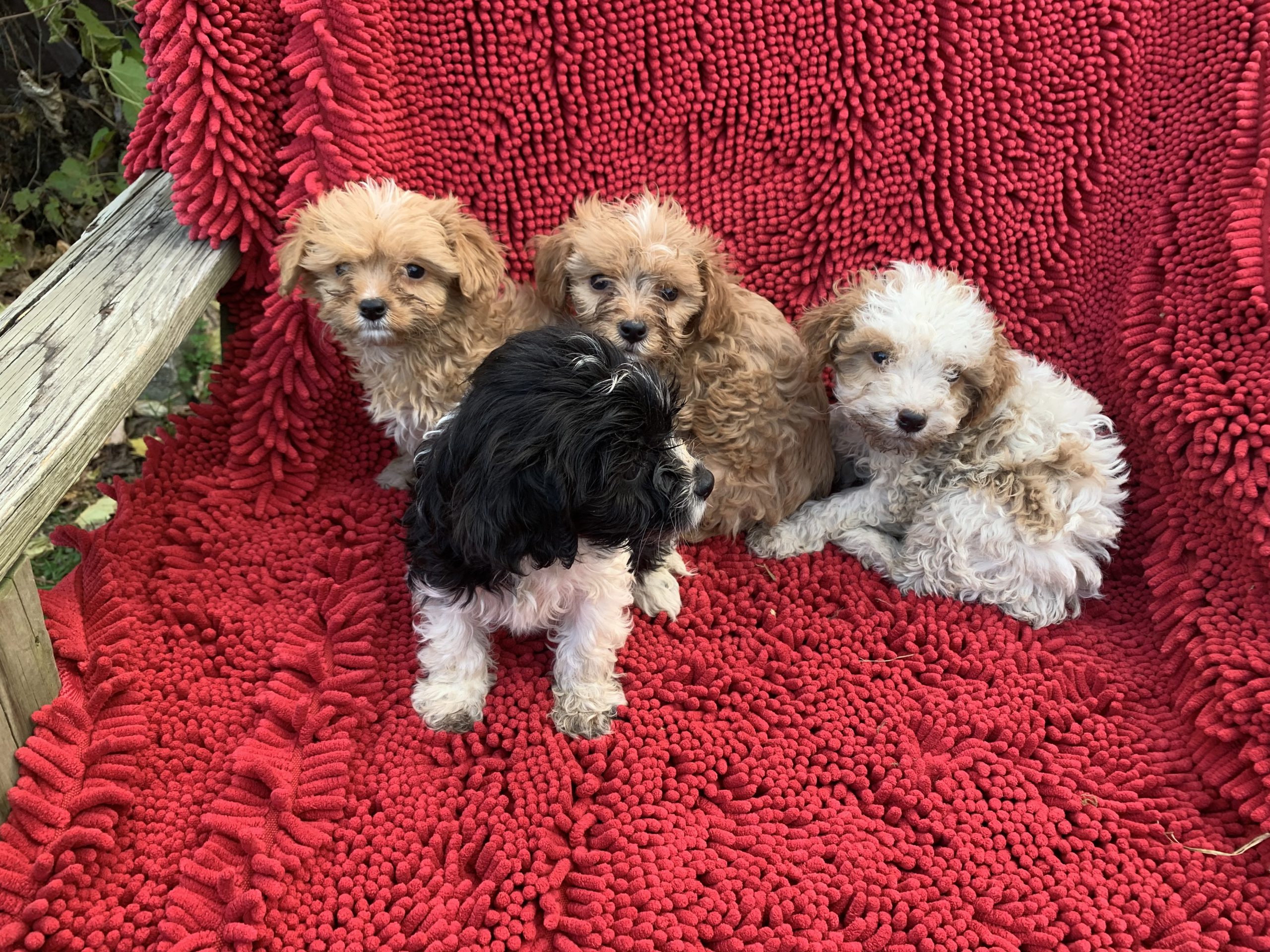 Cavapoo pups $899!!