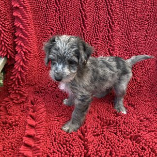Mini Aussiedoodle $799
