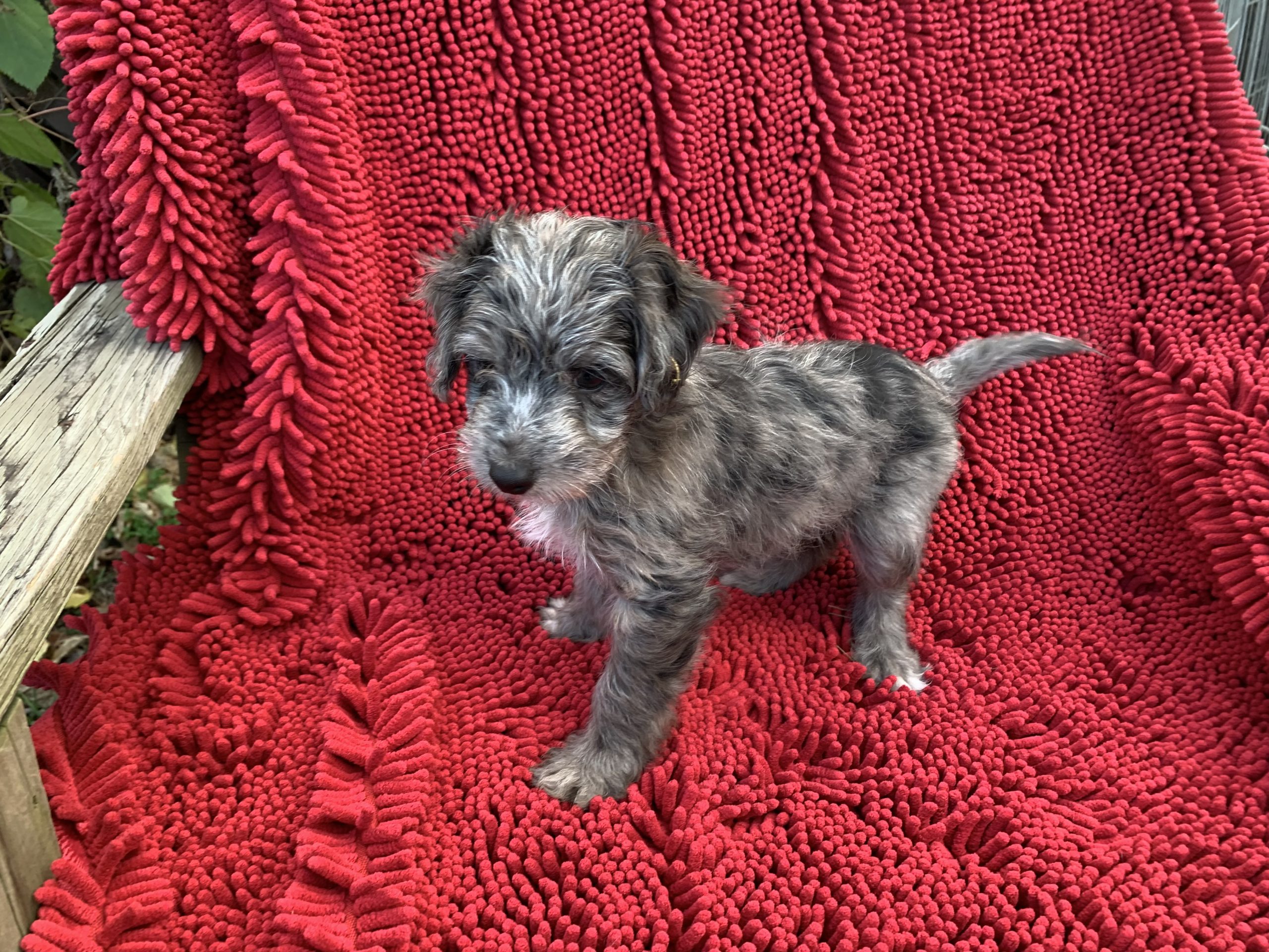 Mini Aussiedoodle $799