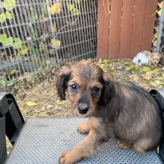 Mini Aussie-Cavadoodle $699