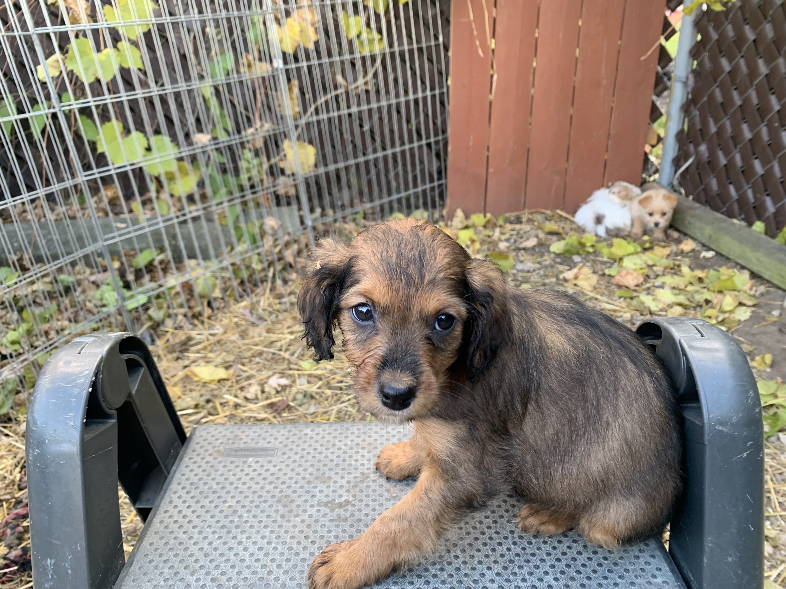 Mini Aussie-Cavadoodle $699