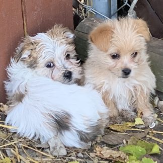 Yorkie-Havanese-Shihtzu $899