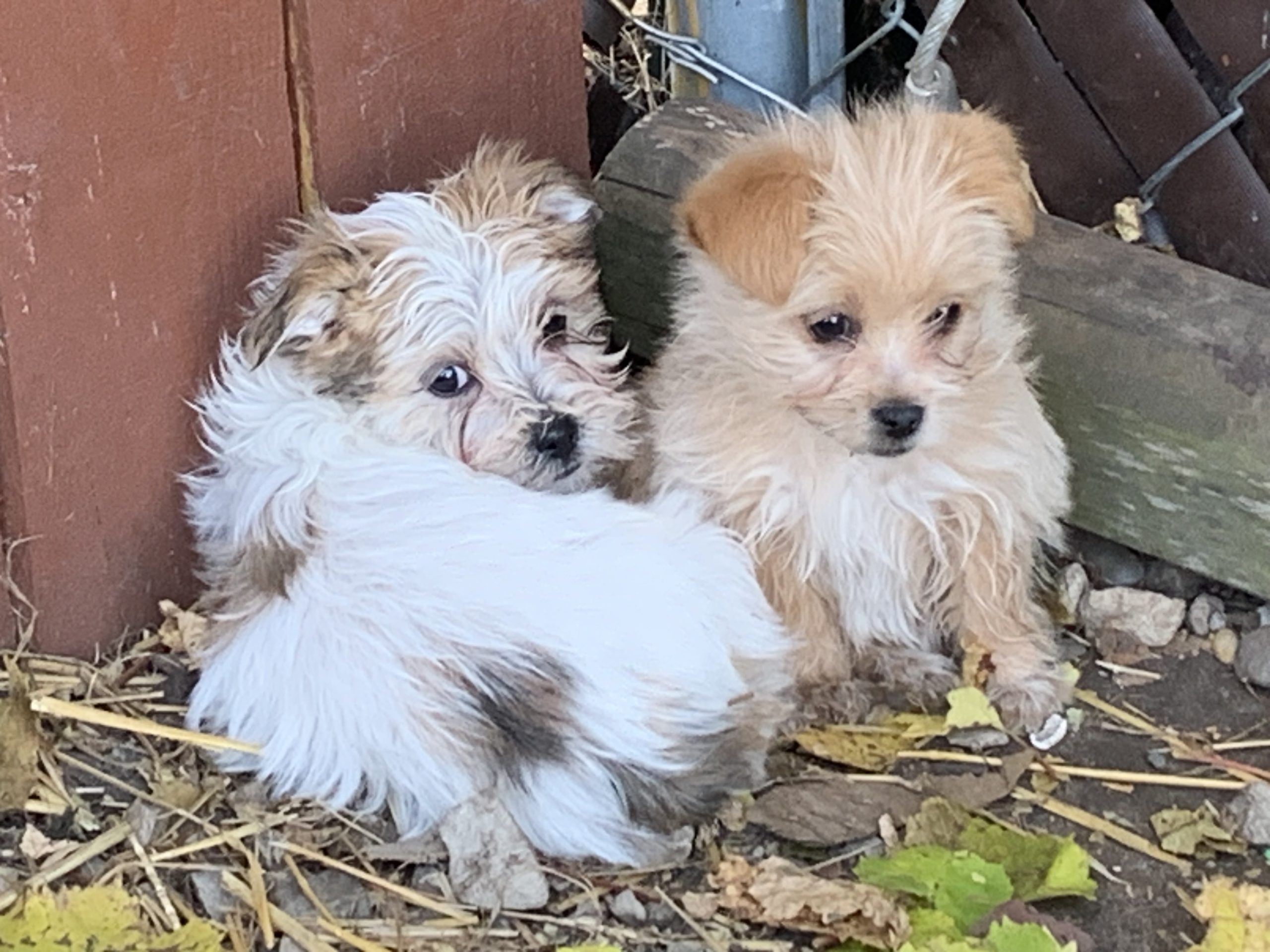 Yorkie-Havanese-Shihtzu $899