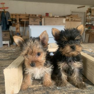 F Mini-Yorkies $999