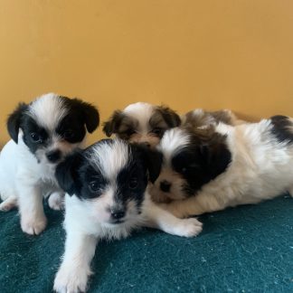 Shihtzu-toy terriers coming Dec 17, 2025 $799