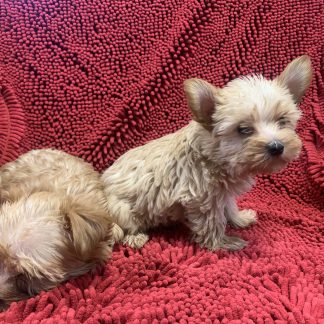 Male Yorkie-poos $899