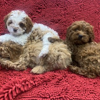 Cockapoos $799!