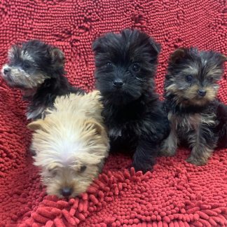 Tiny Morkies: $899!