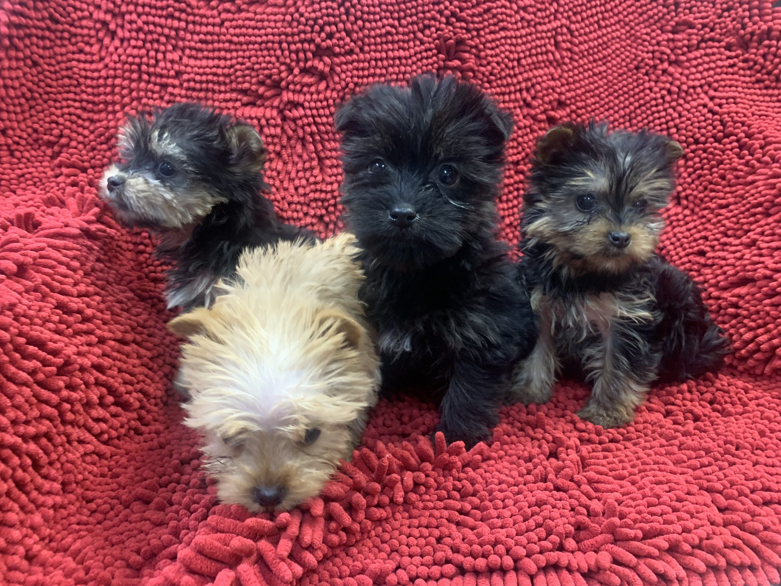 Tiny Morkies: $899!