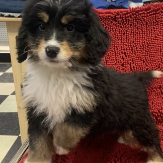 Male Mini Bernie-doodle $799