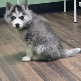 Female Pomski $399!!