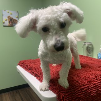 Brother and sister Maltese $449 each or $799 for the pair