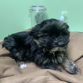 Female Shorkie $899