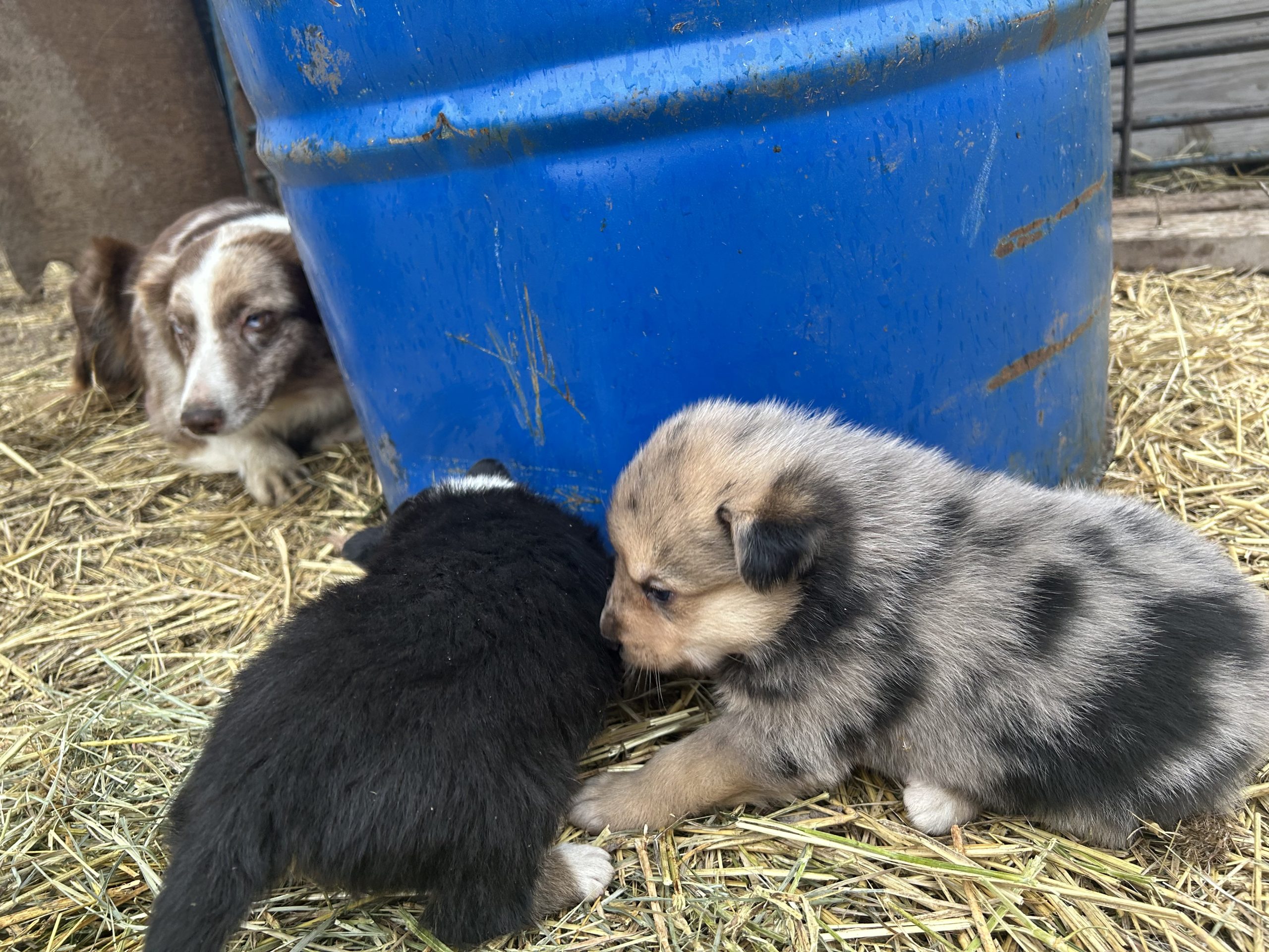 Aussies $499-$699 arriving Jan 28, 2026