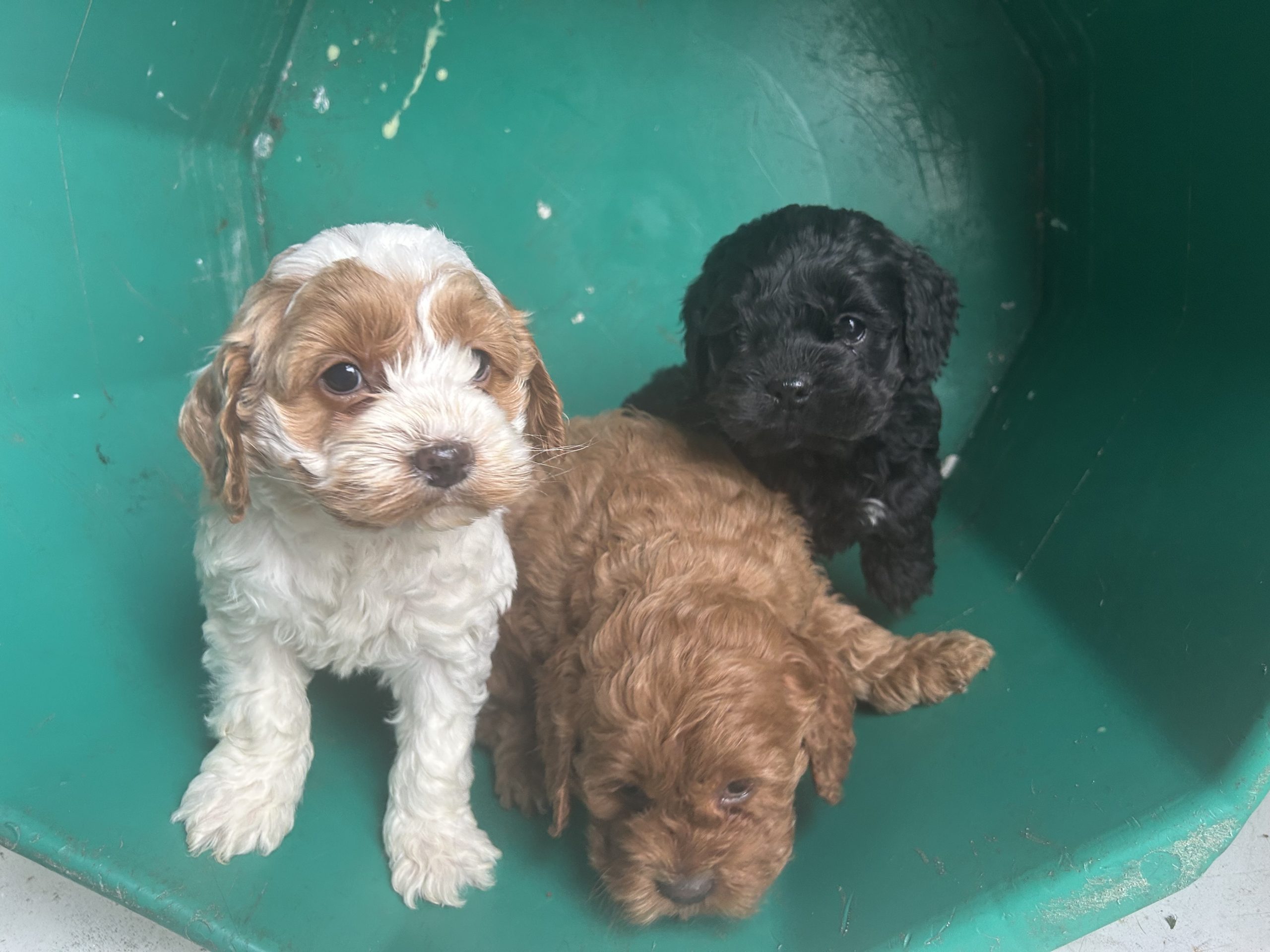 Cocker Spaniels coming Jan 28, 2026 $899