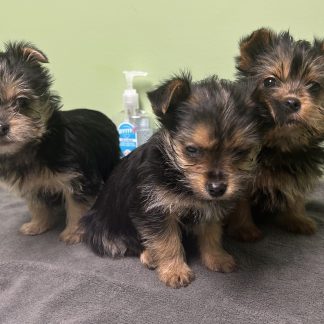 Female Yorkies $999
