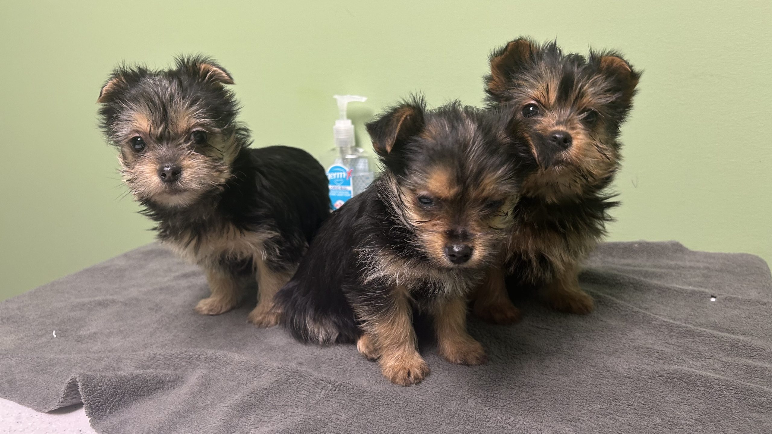 Female Yorkies $999