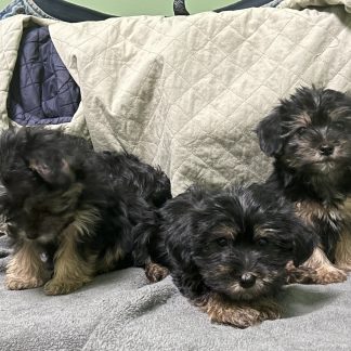 Yorkie x Shihpoo Puppies $899
