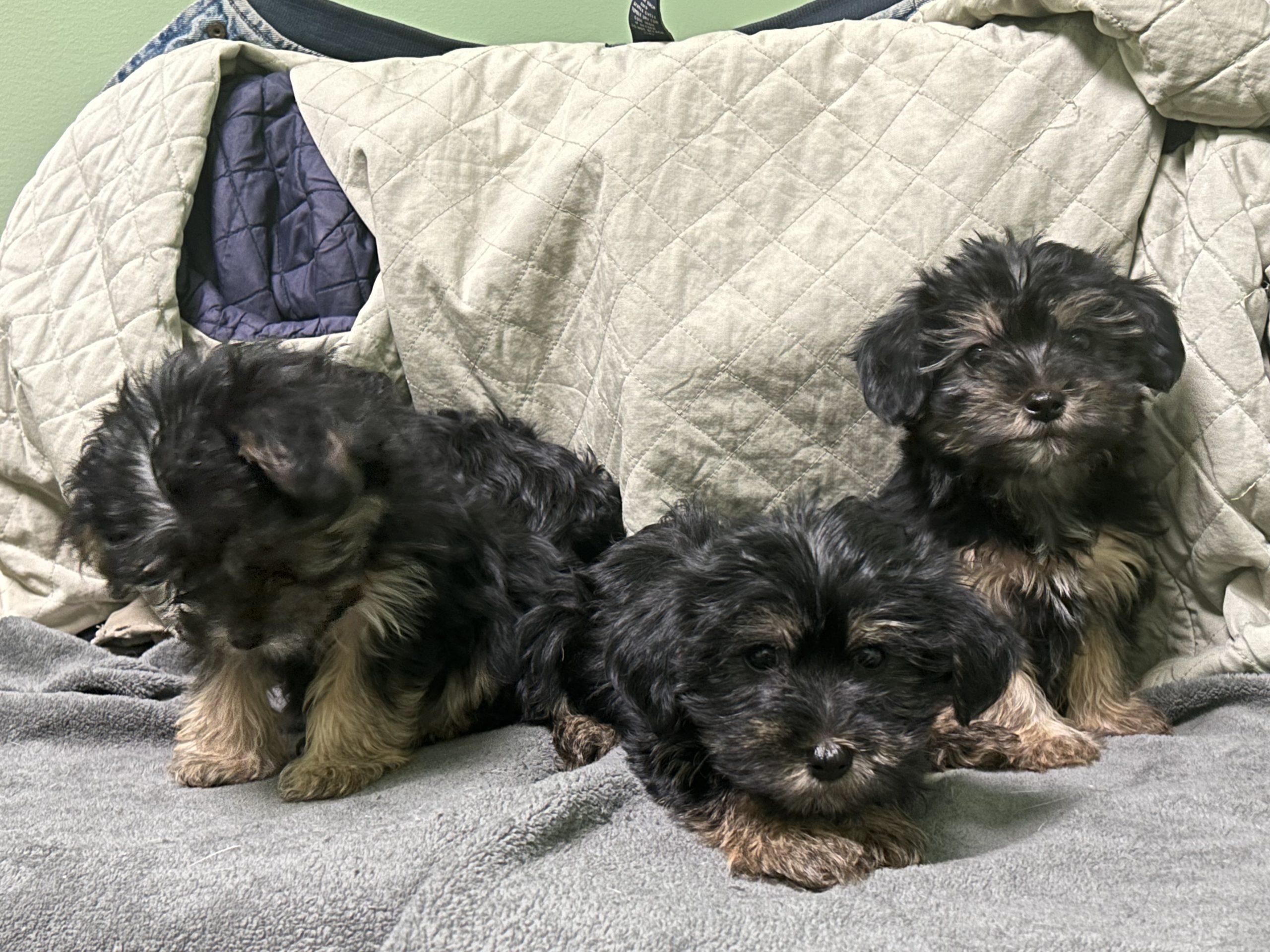 Yorkie x Shihpoo Puppies $899