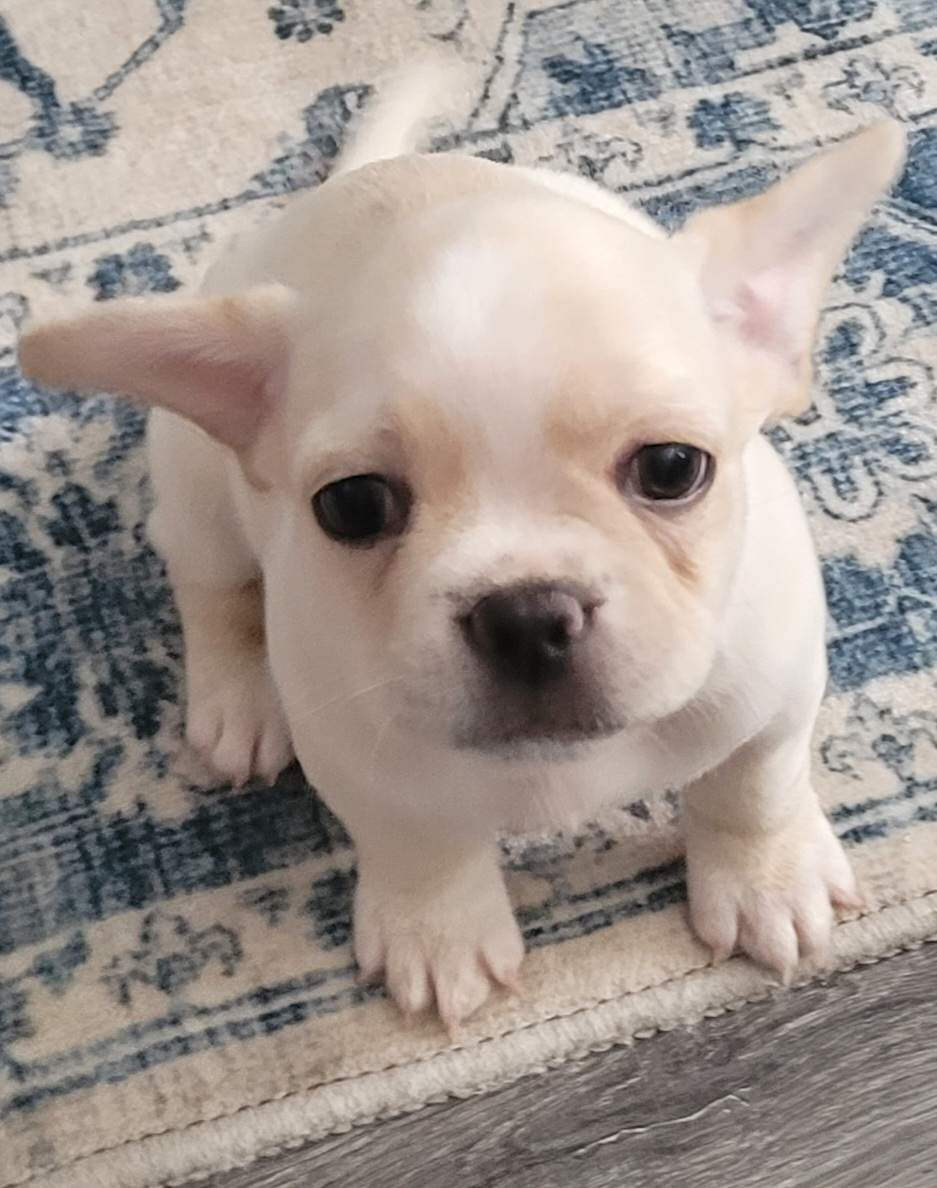 French bullshihtz puppies $899