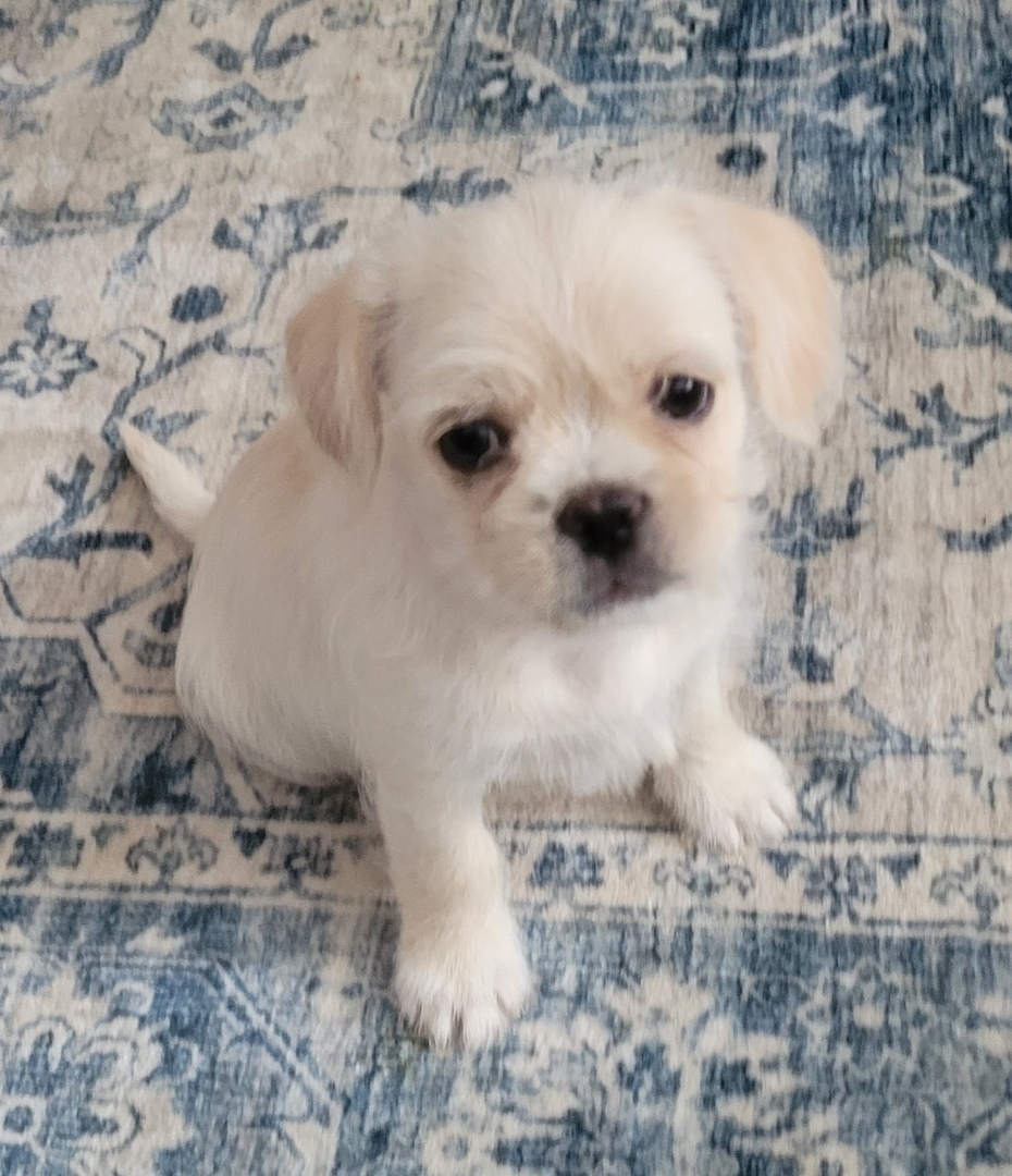 French bullshihtz puppies $899 - Image 3