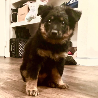 German/Aussie Shepherd-blue heeler- Golden retriever pups $399