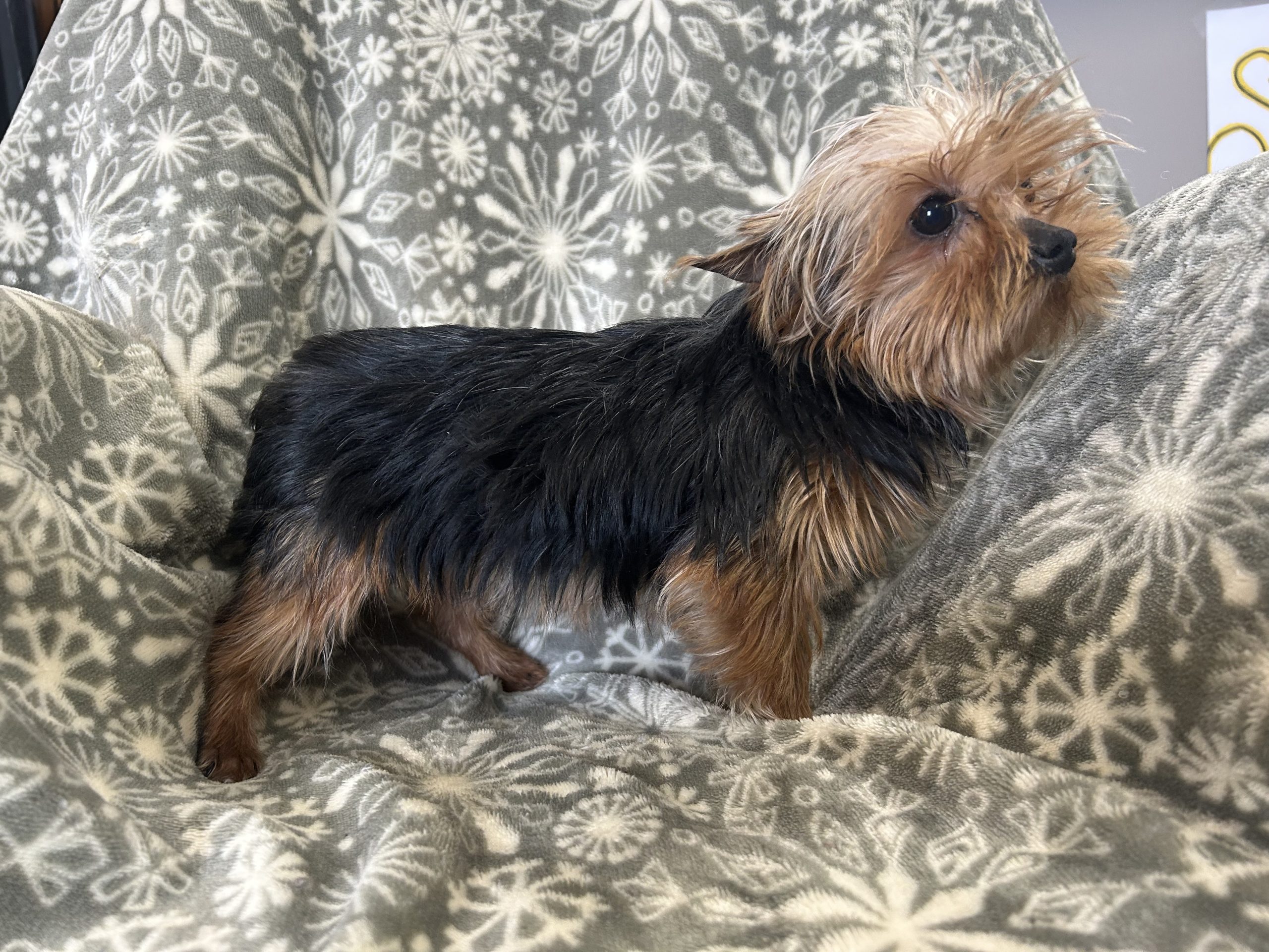 Mini-mini female Yorkie $1099!!