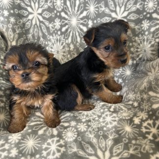 Yorkie males $999, $899