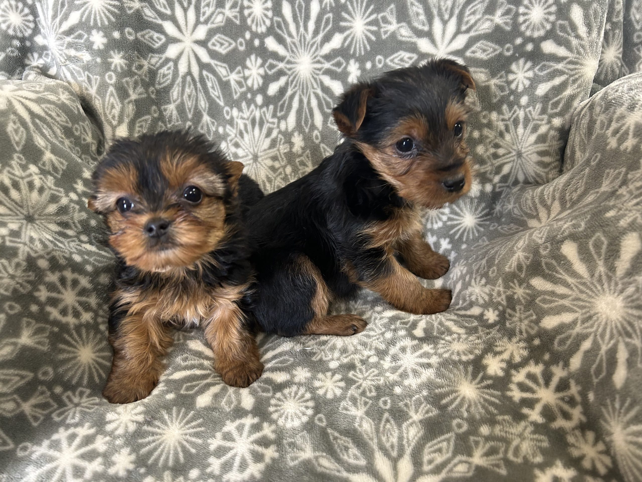 Yorkie males $999, $899