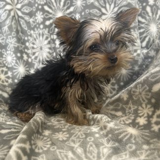 Mini Yorkie female $1199!!