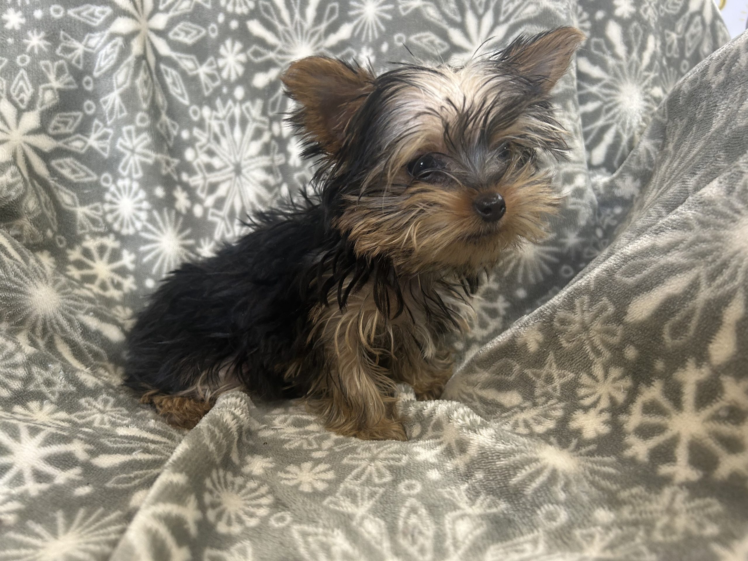 Mini Yorkie female $1199!!