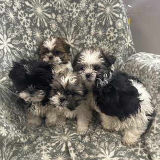 Teddy bear puppies $799!