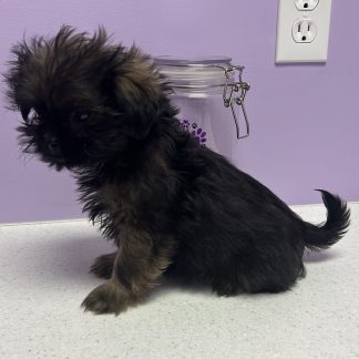 Female Shih-poo $199