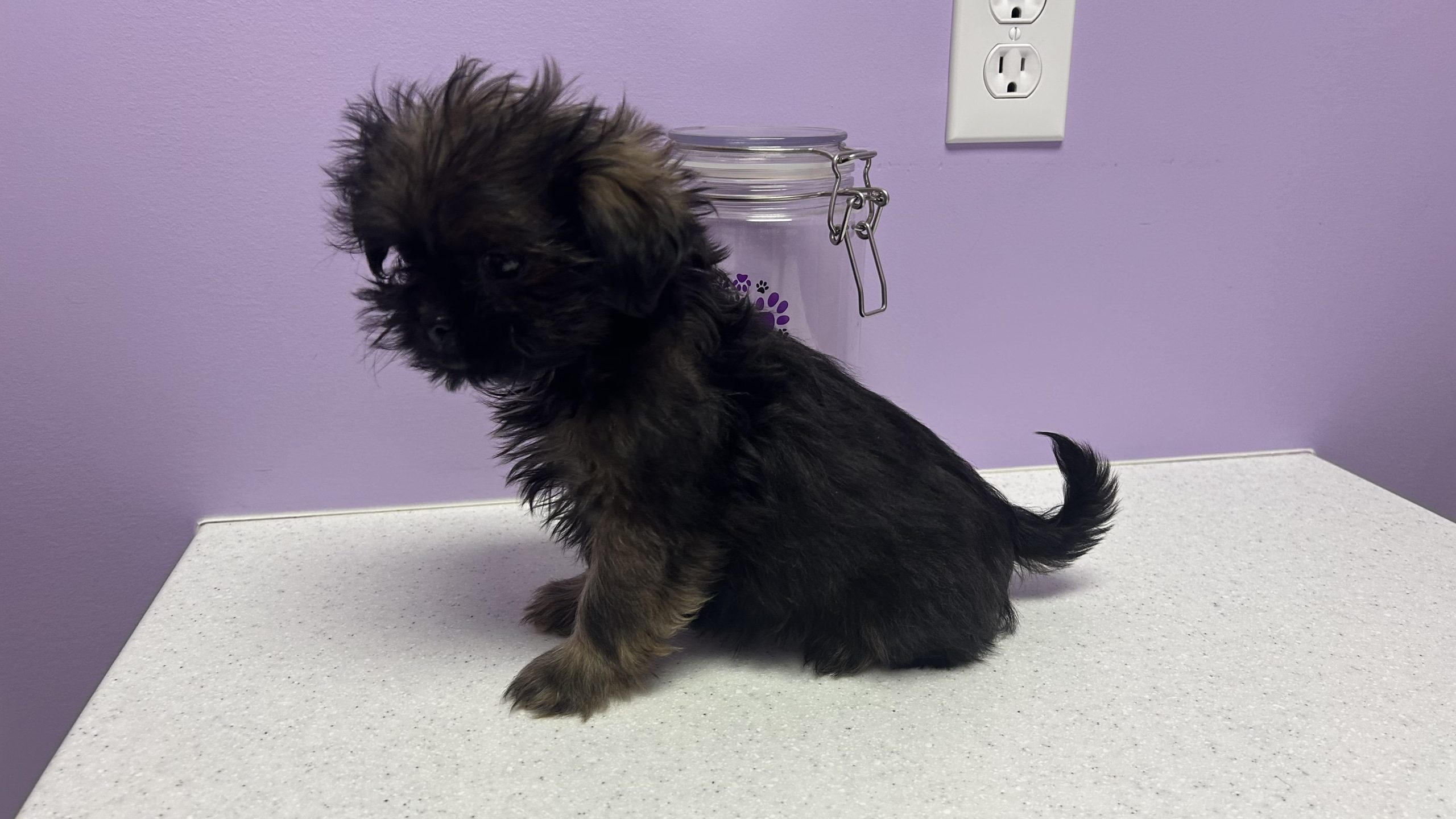 Female Shih-poo $199