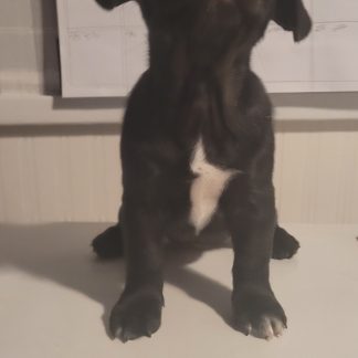 Female French bulldog- shih-tzu