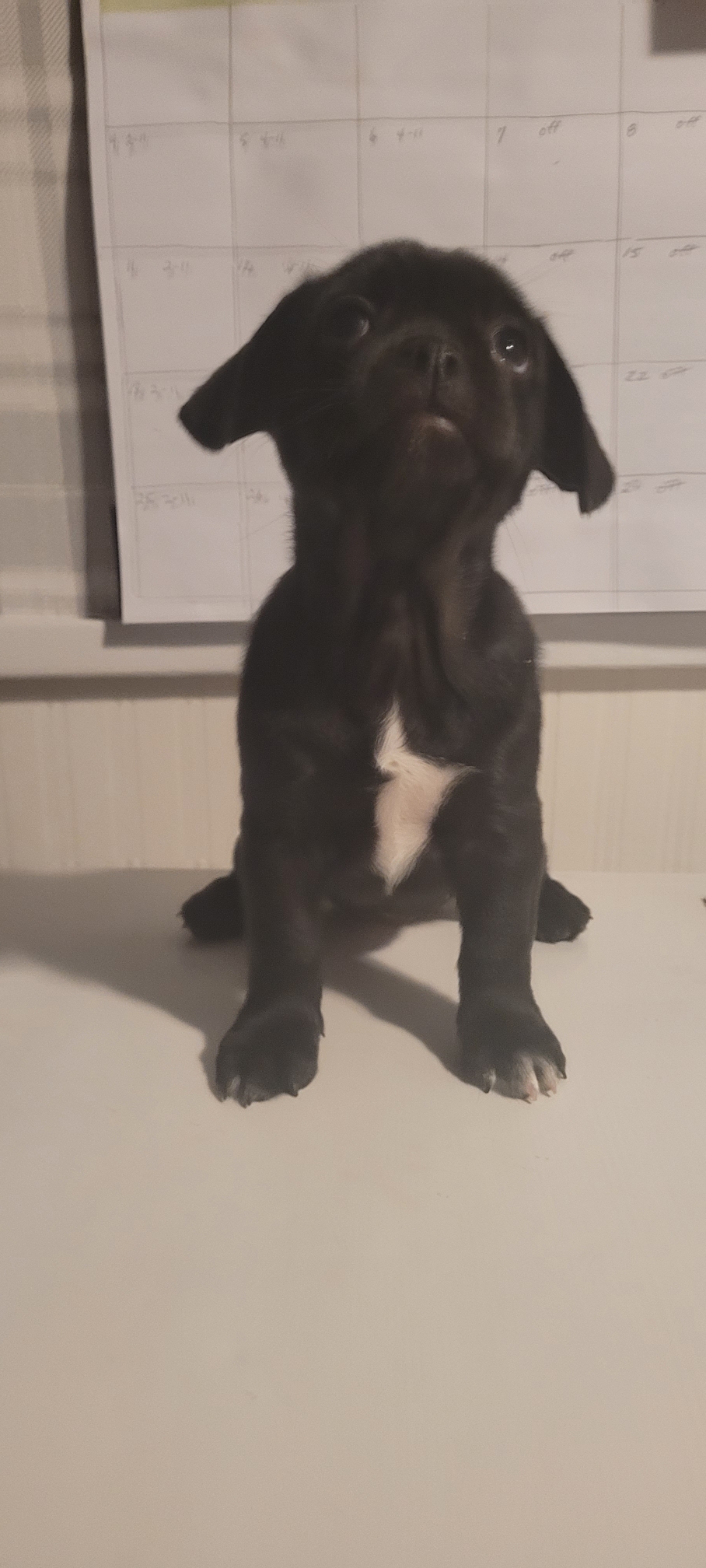 Female French bulldog- shih-tzu