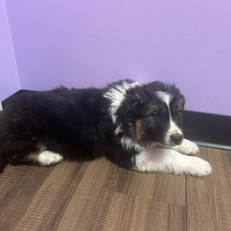 Male Aussie- German Shepherd-Husky-lab $449