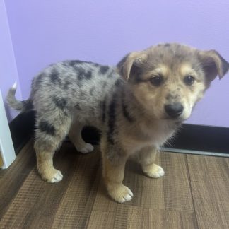 Merle male Aussie $599