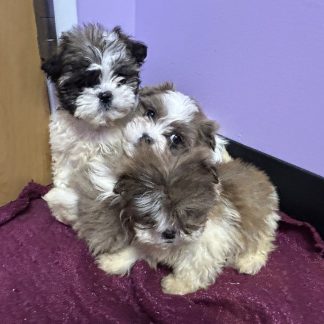 Shih-tzu puppies $799