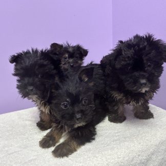 Yorkie- Shihtzu pups $899