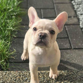 AKC Female cream French Bulldog $1399