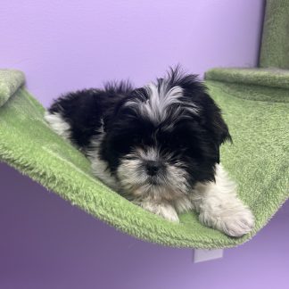Female teddy bear puppy $899