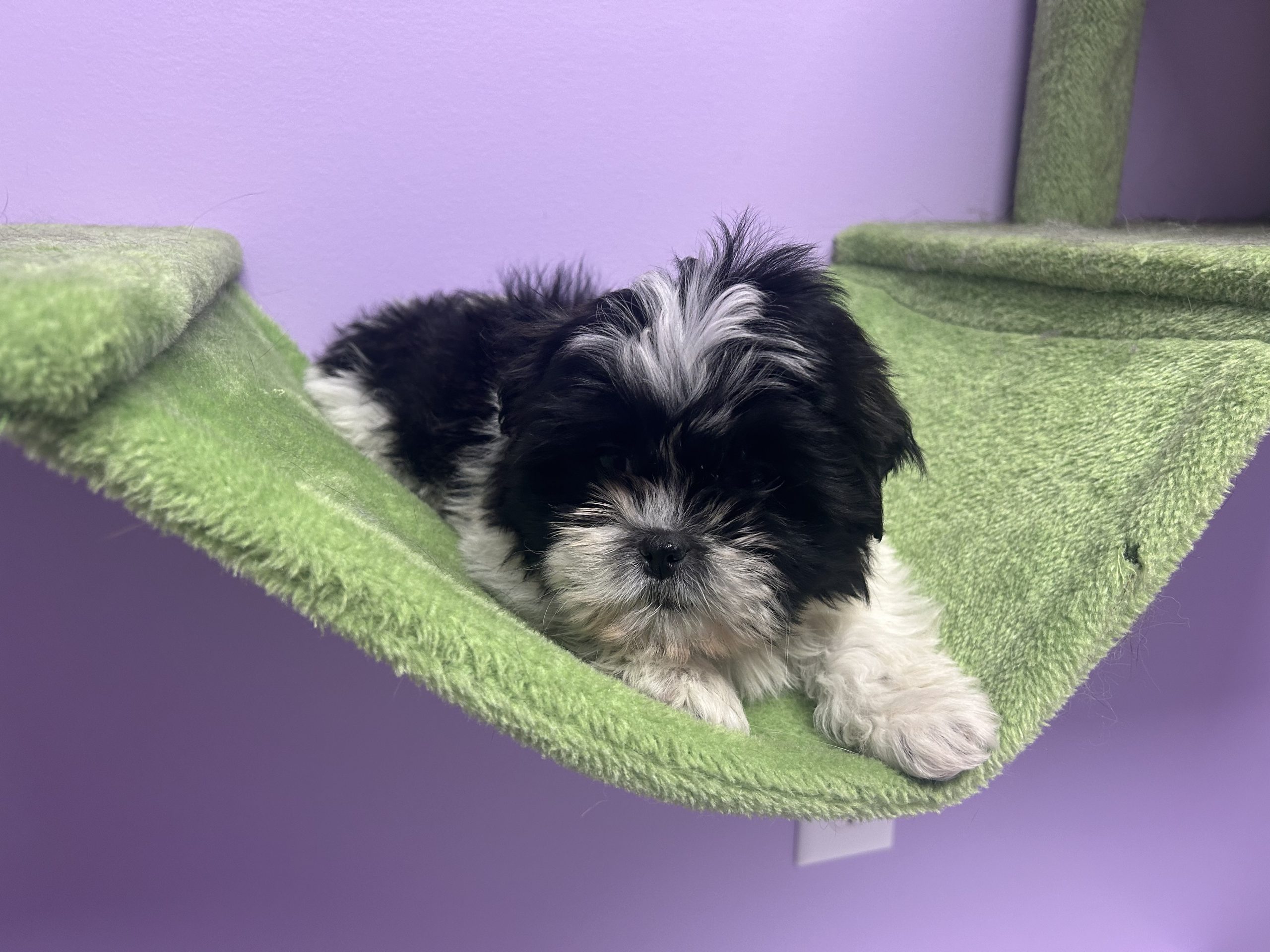 Female teddy bear puppy $899